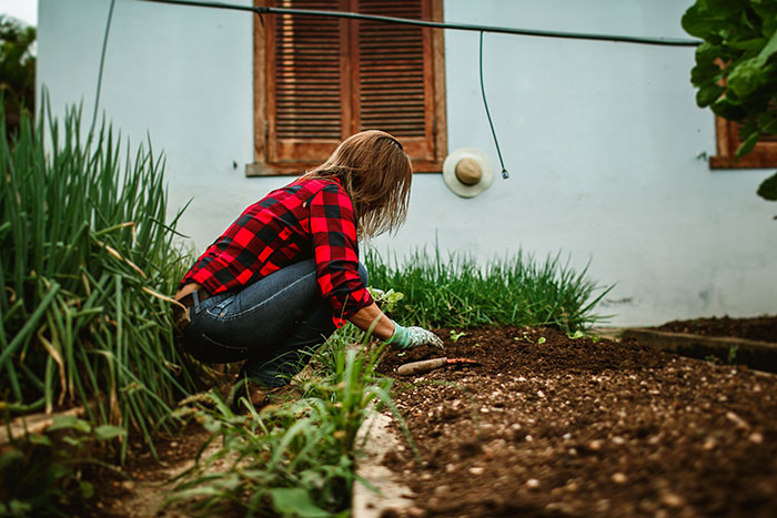 Woman gardening outdoors in casual clothes planting vegetables