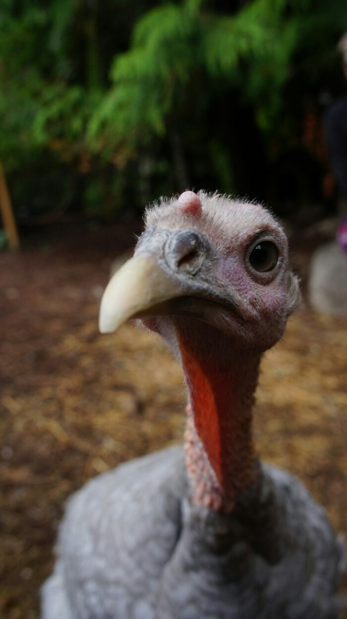A close-up of a turkey's head, possibly indicating an unserious ER visit related to an animal encounter.