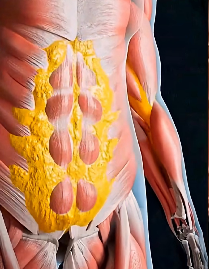 Mind-Blowing Simulation Reveals What 36 Hours Of Fasting Really Does To Your Body