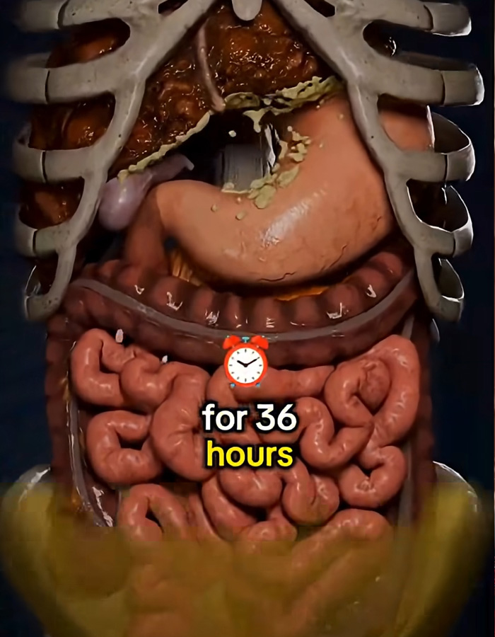Mind-Blowing Simulation Reveals What 36 Hours Of Fasting Really Does To Your Body