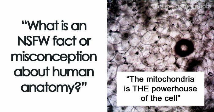 47 NSFW Facts About Human Bodies That Many People Don’t Know Or Understand