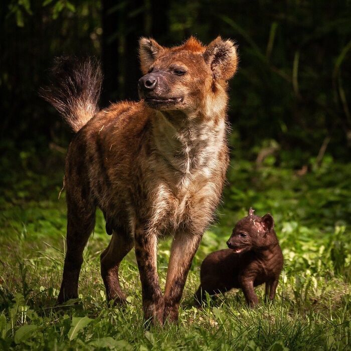 30 Heartwarming Photos Of Animal Moms And Their Babies Shared By Zooborns That Will Melt Your Heart