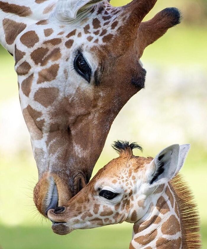 30 Heartwarming Photos Of Animal Moms And Their Babies Shared By Zooborns That Will Melt Your Heart