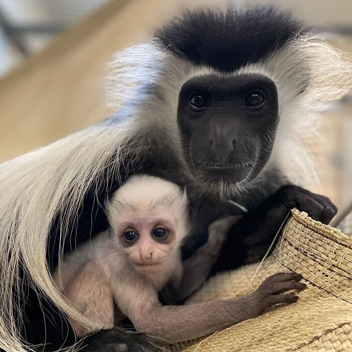 30 Heartwarming Photos Of Animal Moms And Their Babies Shared By Zooborns That Will Melt Your Heart