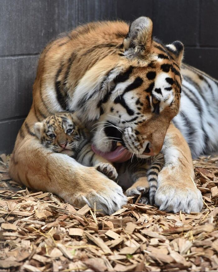 30 Heartwarming Photos Of Animal Moms And Their Babies Shared By Zooborns That Will Melt Your Heart