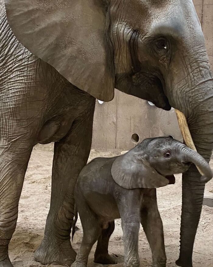 30 Heartwarming Photos Of Animal Moms And Their Babies Shared By Zooborns That Will Melt Your Heart