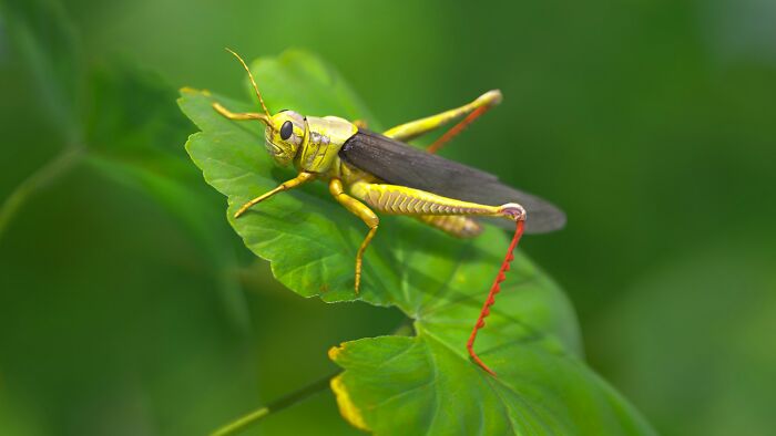 A vibrant green grasshopper on a leaf, illustrating the diverse and strange jobs in nature.