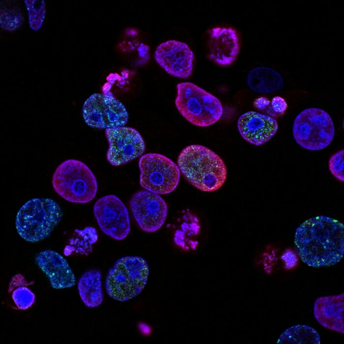 Microscopic view of colorful human cells highlighting human body details