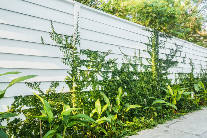 White fence with tall green weeds growing next to it White fence with tall green weeds growing next to it