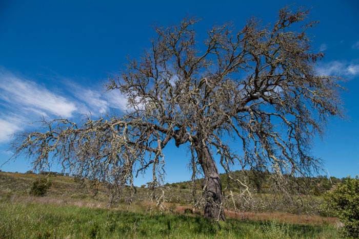 Entitled Woman Sneakily Destroys 120YO Orchard, Neighbor Takes Revenge Worth $437K On Her
