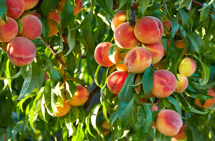 Entitled Woman Sneakily Destroys 120YO Orchard, Neighbor Takes Revenge Worth $437K On Her