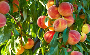 Toxic Neighbor Learns $437K Lesson After Destroying Historic Orchard, Loses Her Home In The Process