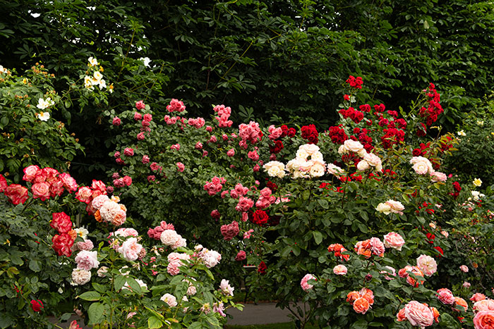 A vibrant rose garden with various colored roses, soon to be ruined by beetles due to a neighbor's petty acts.