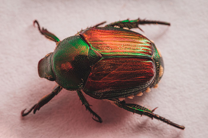 Close-up of a beetle with iridescent green and copper shell, central to the story of neighbor's petty acts and revenge on a rose garden.