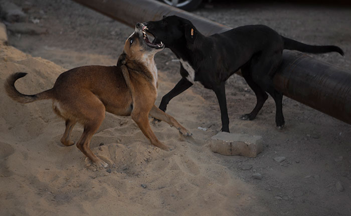 Two dogs fighting, illustrating a neighbor's petty acts and eventual revenge involving beetles and a rose garden.