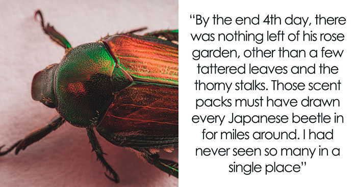 Guy Suffers Because Of Neighbor’s Petty Acts, Takes Revenge By Letting Beetles Ruin His Rose Garden