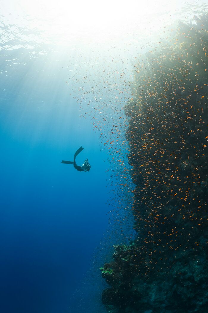 Scuba diver exploring reef covered with thousands of small fish