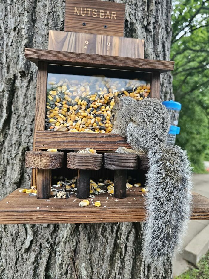 A squirrel at a wooden NUTS BAR feeder, a great last minute Father's Day gift.