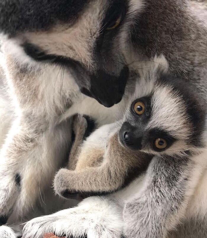 30 Heartwarming Photos Of Animal Moms And Their Babies Shared By Zooborns That Will Melt Your Heart