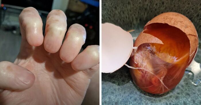 “Wife Hasn’t Eaten Eggs Since”: 83 Oddly Terrifying Images That Are Not For The Weak (New Pics)