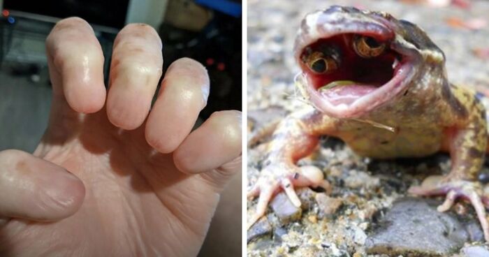 “Wife Hasn’t Eaten Eggs Since”: 83 Oddly Terrifying Images That Are Not For The Weak (New Pics)