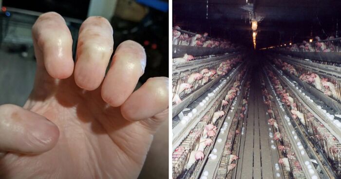 “Wife Hasn’t Eaten Eggs Since”: 83 Oddly Terrifying Images That Are Not For The Weak (New Pics)