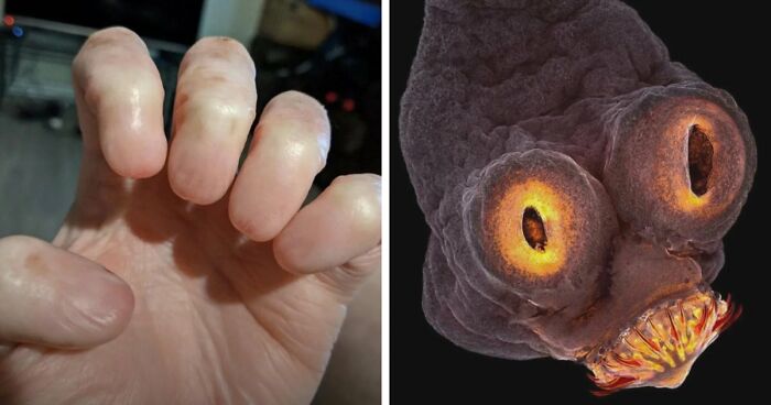 “Wife Hasn’t Eaten Eggs Since”: 83 Oddly Terrifying Images That Are Not For The Weak (New Pics)