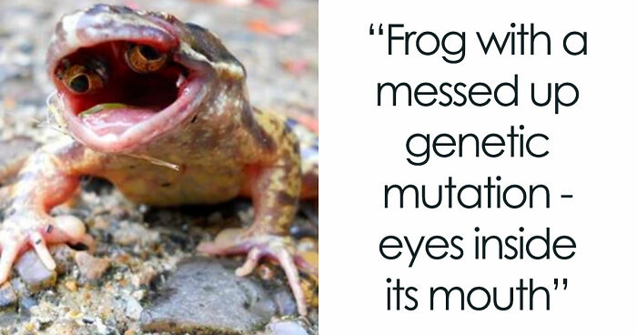 “Wife Hasn’t Eaten Eggs Since”: 83 Oddly Terrifying Images That Are Not For The Weak (New Pics)