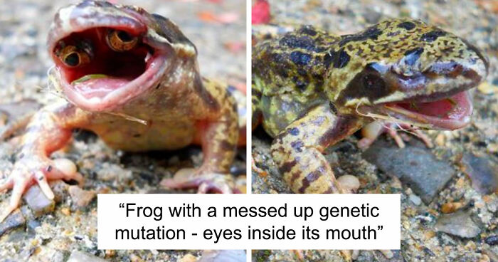 “Wife Hasn’t Eaten Eggs Since”: 83 Oddly Terrifying Images That Are Not For The Weak (New Pics)