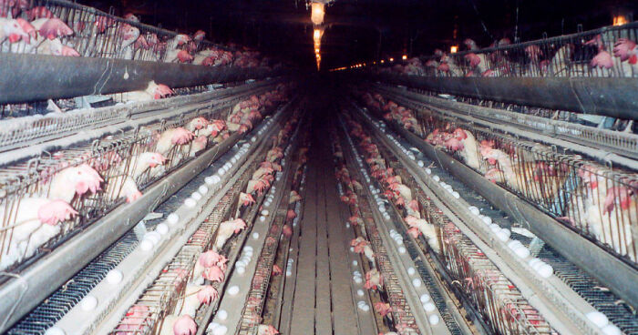 “Wife Hasn’t Eaten Eggs Since”: 83 Oddly Terrifying Images That Are Not For The Weak (New Pics)