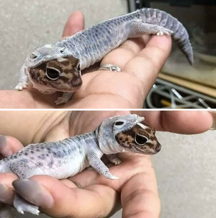 A person holding a small gecko that is in the middle of shedding its skin, a weird and wholesome moment.
