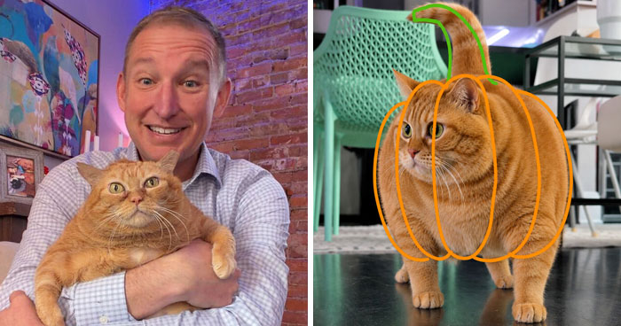 This Viral Overweight Rescue Cat Finally Found A Forever Home After Winning Hearts Around The World