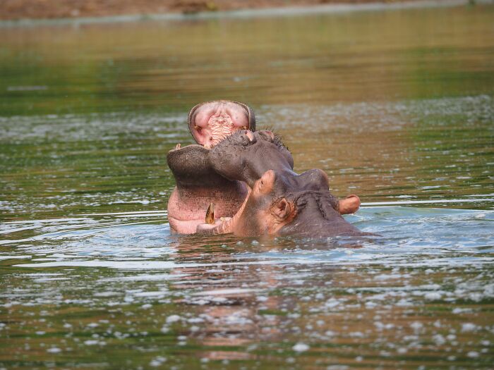 Close-up of a hippo with open mouth partially submerged in water