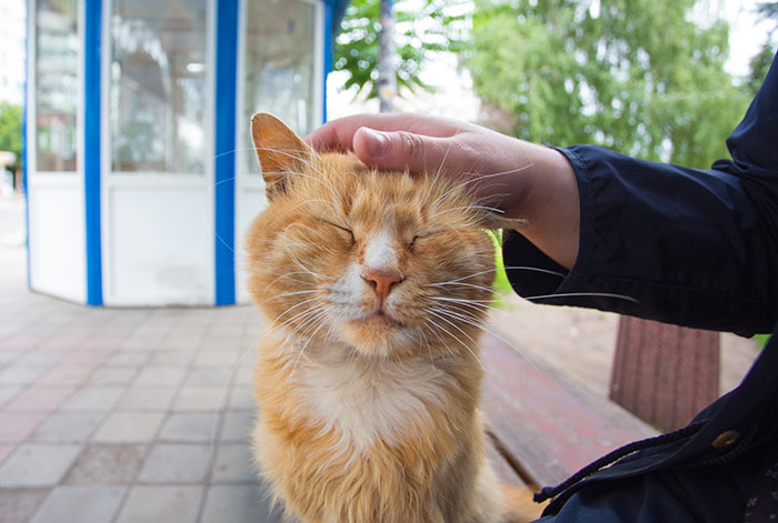 Woman Thinks Her Blind Cat Is Being Annoying, Realizes She Was Trying To Signal A Serious Problem Woman Thinks Her Blind Cat Is Being Annoying, Realizes She Was Trying To Signal A Serious Problem
