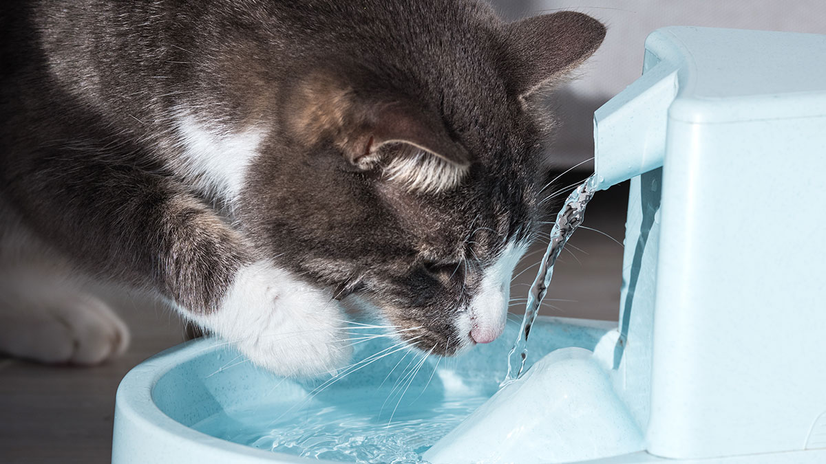 Blind cat drinking water from a fountain, signaling a serious problem to its owner in a close-up view.