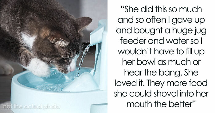 Blind Kitten Keeps Splashing The Water Bowl, Owner Finally Understands The Scary Reason Behind It