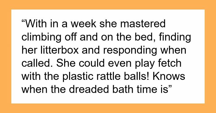 Woman Thinks Her Blind Cat Is Being Annoying, Realizes She Was Trying To Signal A Serious Problem