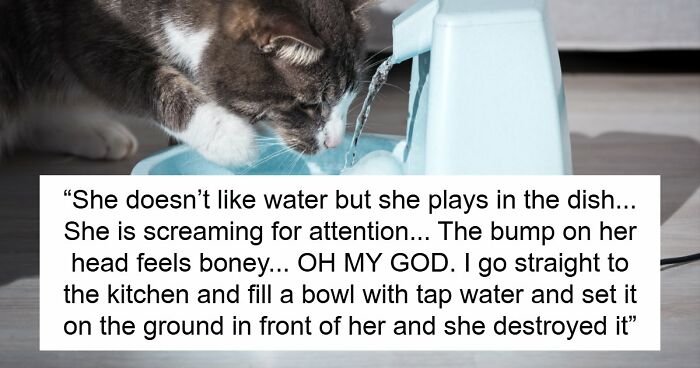 Blind Kitten Keeps Splashing The Water Bowl, Owner Finally Understands The Scary Reason Behind It
