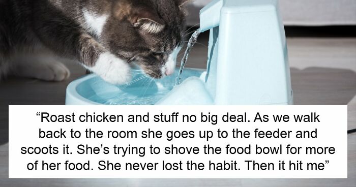 Blind Kitten Keeps Splashing The Water Bowl, Owner Finally Understands The Scary Reason Behind It