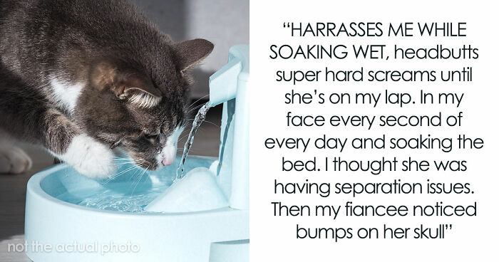 Blind Kitten Keeps Splashing The Water Bowl, Owner Finally Understands The Scary Reason Behind It