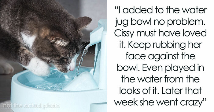 Blind Kitten Keeps Splashing The Water Bowl, Owner Finally Understands The Scary Reason Behind It