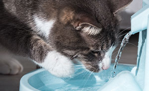 Blind Kitten Keeps Splashing The Water Bowl, Owner Finally Understands The Scary Reason Behind It