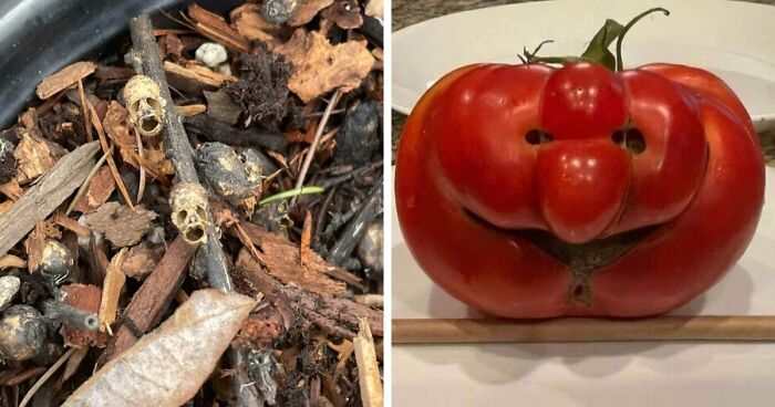 56 Mind-Bending Cases Of Pareidolia That Are Equal Parts Creepy And Hilarious (New Pics)