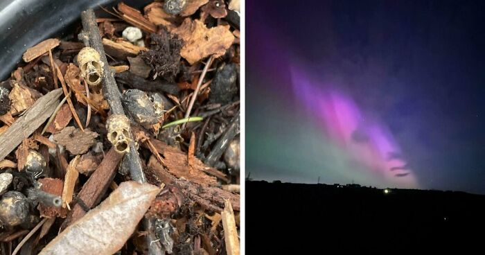 56 Mind-Bending Cases Of Pareidolia That Are Equal Parts Creepy And Hilarious (New Pics)