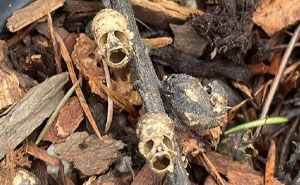 56 Funny And Mildly Creepy Cases Of Pareidolia (New Pics)