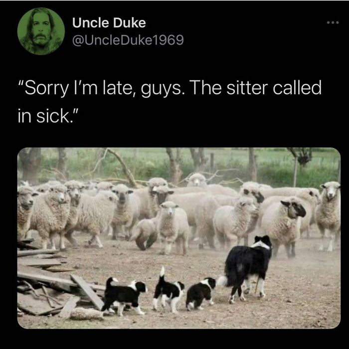 Sheep and dogs with text about babysitter calling in sick parenting meme
