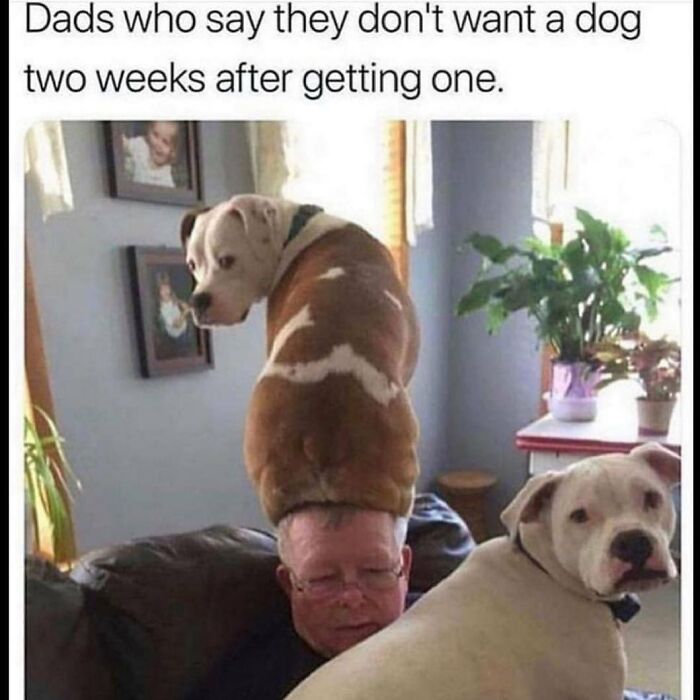 Parenting meme showing dog sitting on man's head two weeks after getting a dog