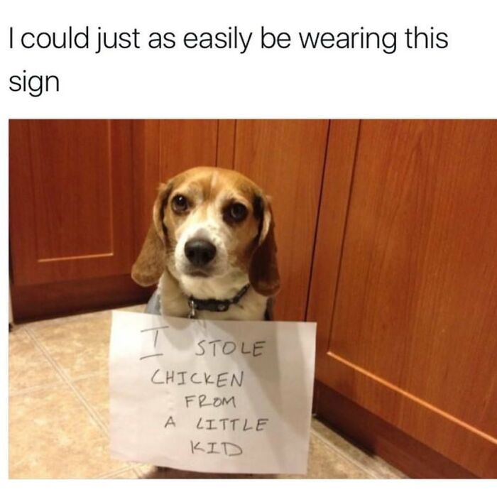 Parenting meme with dog wearing sign about stealing chicken from kid