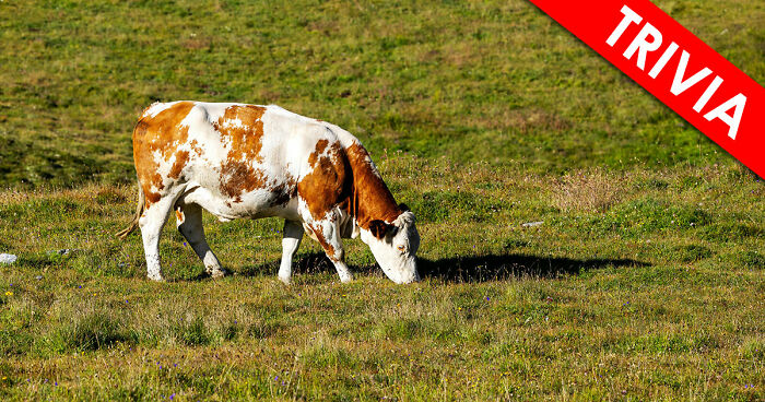 “How Far Can You Get?”: 22 General Knowledge Questions That Go From Really Easy To Difficult