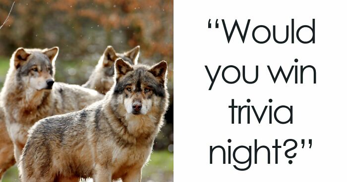 “Could You Handle A Real Pub Quiz?”: Test Your General Knowledge With These 28 Questions